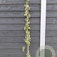 Akebia quinata 'Cream Form' 150-175 cm vierkant rond 5,5L