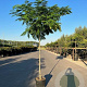 Albizia julibrissin 14-16 HO draadkluit 225 cm stam Beveerd
