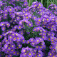 Aster n.-b. 'Violetta' GM P9