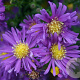 Aster n.-b. 'Violetta' GM P9