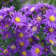 Aster n.-b. 'Violetta' GM P9
