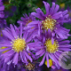 Aster n.-b. 'Violetta' GM P9
