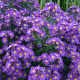 Aster n.-b. 'Violetta' GM P9