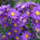 Aster n.-b. 'Violetta' GM P9