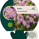 Aster (D) 'Peter Harrison' GM P9