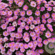 Aster (D) 'Peter Harrison' GM P9