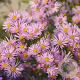 Aster 'Pink Star' GM P9