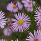 Aster 'Pink Star' GM P9
