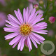 Aster 'Pink Star' GM P9