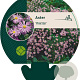 Aster 'Pink Star' GM P9