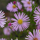 Aster 'Pink Star' GM P9