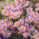 Aster 'Pink Star' GM P9