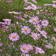 Aster 'Pink Star' GM P9