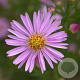 Aster 'Pink Star' GM P9