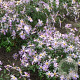 Aster pyrenaeus 'Lutetia' GM P9