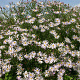 Aster pyrenaeus 'Lutetia' GM P9