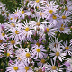 Aster pyrenaeus 'Lutetia' GM P9