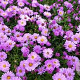 Aster (D) 'Rosenwichtel' GM P9