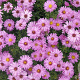 Aster (D) 'Rosenwichtel' GM P9