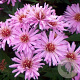 Aster (D) 'Rosenwichtel' GM P9
