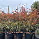 Amelanchier lamarckii 175-200 cm cont. 130L multi bol