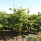 Amelanchier lamarckii 200-250 cm draadkluit struik