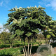 Aralia elata 200-250 cm draadkluit meerstammig