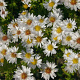 Aster (D) 'Schneekissen' GM P9