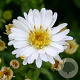 Aster (D) 'Schneekissen' GM P9