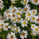 Aster (D) 'Schneekissen' GM P9