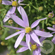 Aster sedifolius 'Nanus' GM P9