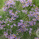Aster sedifolius 'Nanus' GM P9