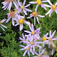 Aster sedifolius 'Nanus' GM P9