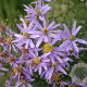 Aster sedifolius 'Nanus' GM P9