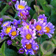 Aster tataricus 'Jindai' GM P9