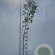 Betula pendula 100-125 cm 2,0L
