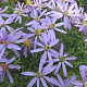 Aster thomsonii 'Nanus' GM P9