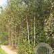 Betula pubescens 250-300 cm draadkluit meerstammig