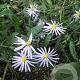 Aster turbinellus GM P9