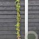 Bignonia capreolata 'Atrosanguinea' 150-175 cm vierkant rond 5,5L