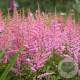 Astilbe (A) 'Amethyst' GM P9
