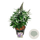 Buddleja d. B. Candy Lila Sweeth. 40-50 cm P26