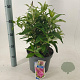 Buddleja d. B. Candy Little Cerise 30-40 cm 5,0L