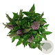 Buddleja d. B. Candy Little Cerise 50-60 cm 7,5L
