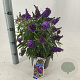 Buddleja d. B. Candy Little Purple 30-35 cm 3,0L