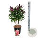 Buddleja d. B. Candy Little Ruby 50-60 cm 7,5L