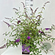 Buddleja d. 'Ile de France' 100-120 cm 10L