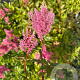Astilbe (J) 'Bonn' GM P9