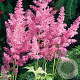 Astilbe (J) 'Bonn' GM P9