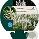 Astilbe (A) 'Brautschleier' GM P9